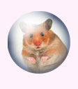 Hamster Product