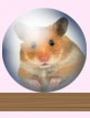Hamster Product
